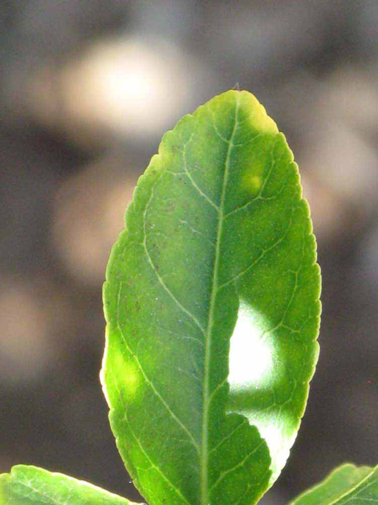              Margin (Riverside, CA)       